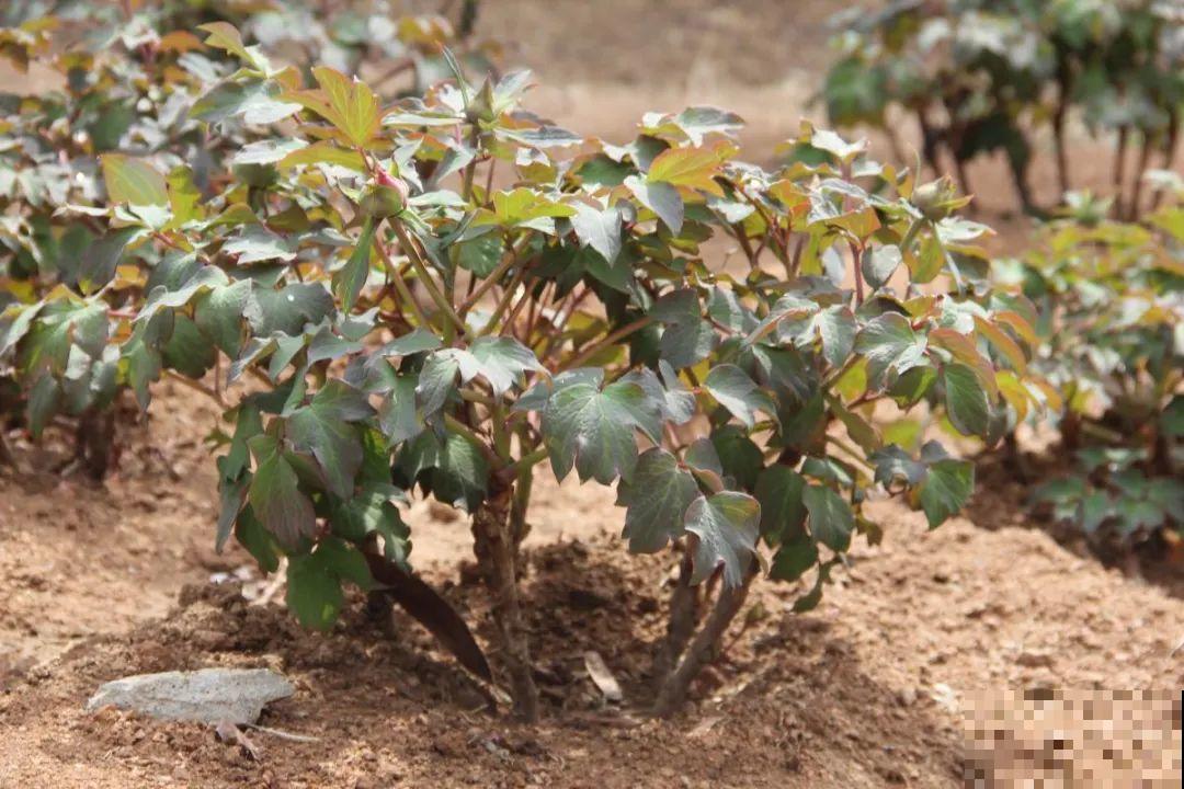 春天花要苏醒了，快施肥，新芽狂窜不断