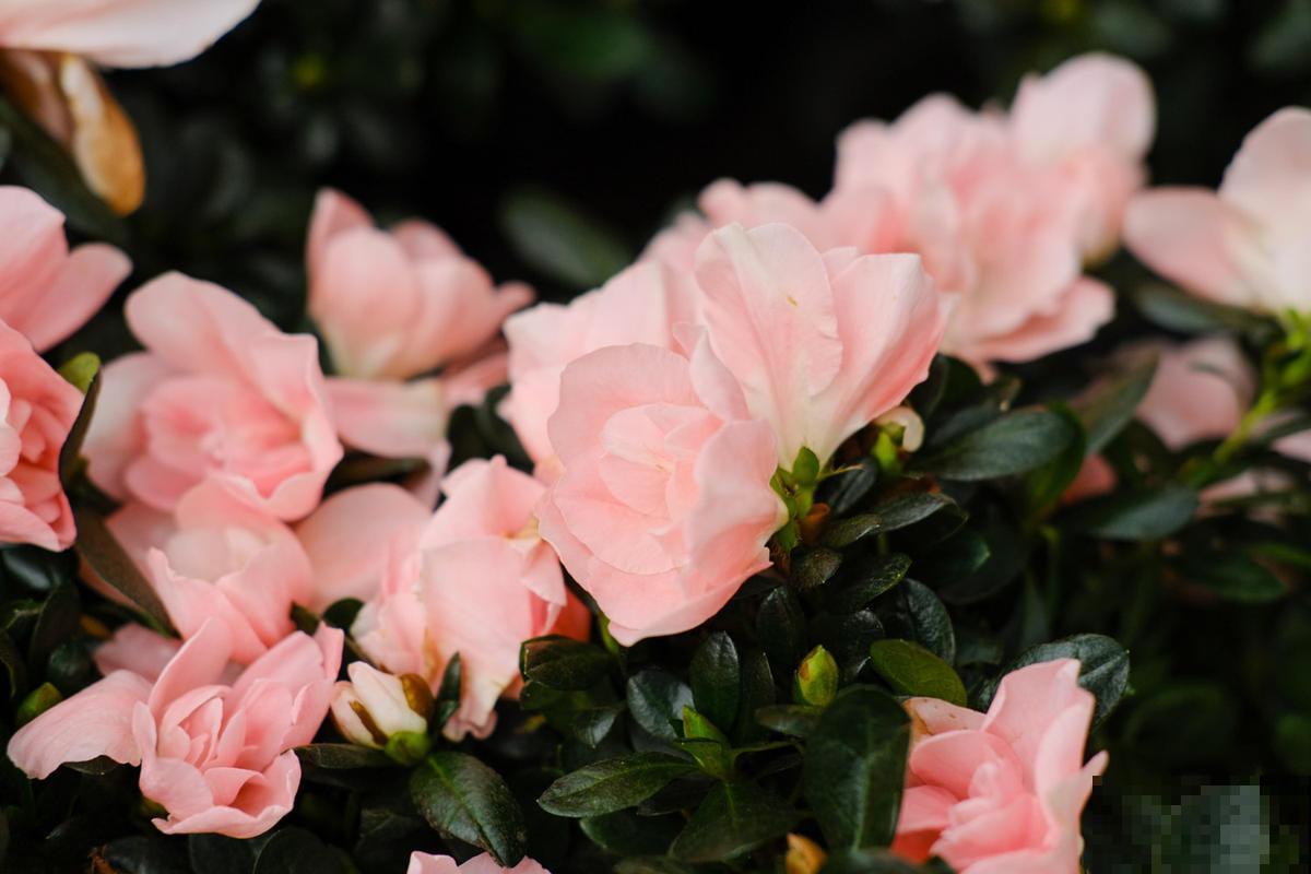 4种不吉利的花，其实都是谣言，不用害怕放心养！