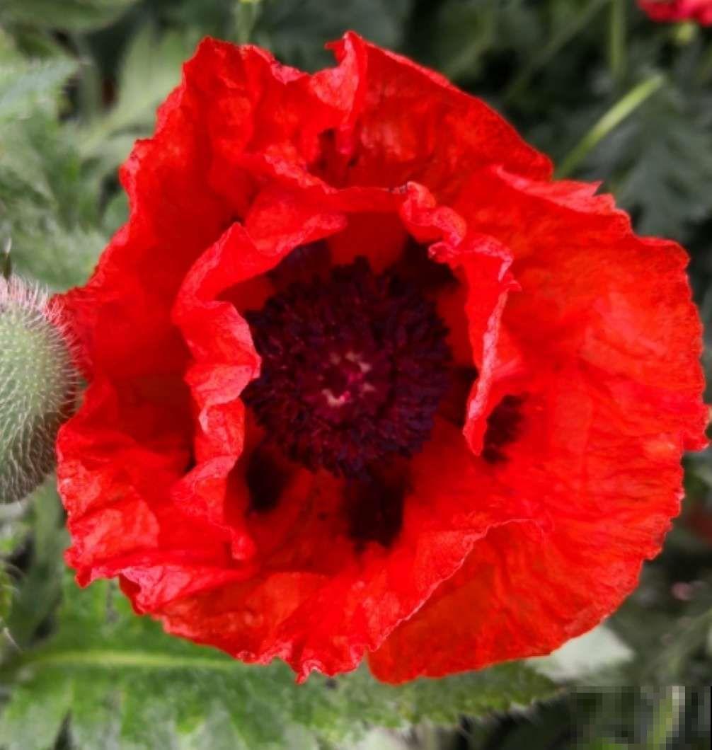 在家想养虞美人，注意做好这4点，每一盆都能开出漂亮的花！