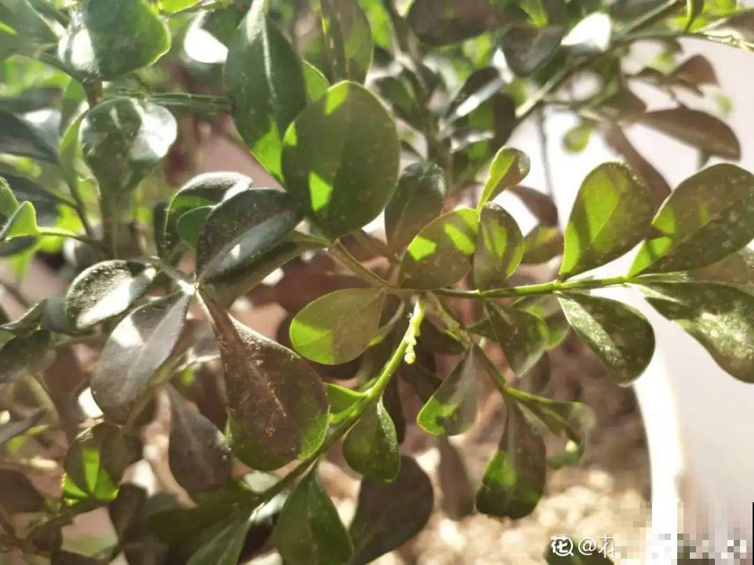 米兰要慎养，掉叶子第一名，光杆很难救活！