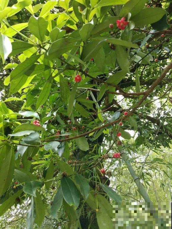 医院铁树结果，却被摘走30颗，园丁师傅吓坏了！