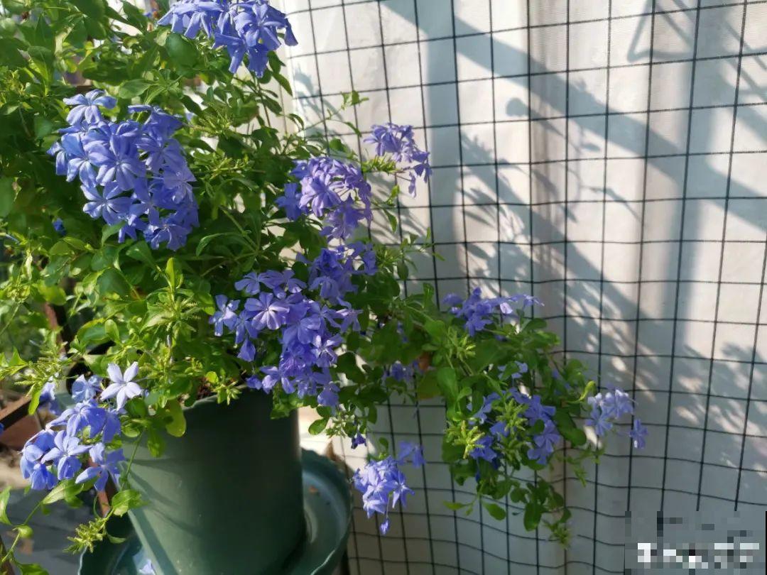 北方养不活的花，南方随便插土里，长了整面墙！