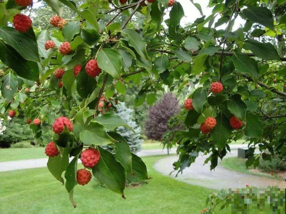 在家养一盆小众的四照花，掌握4点养护方法，观赏性太高了！