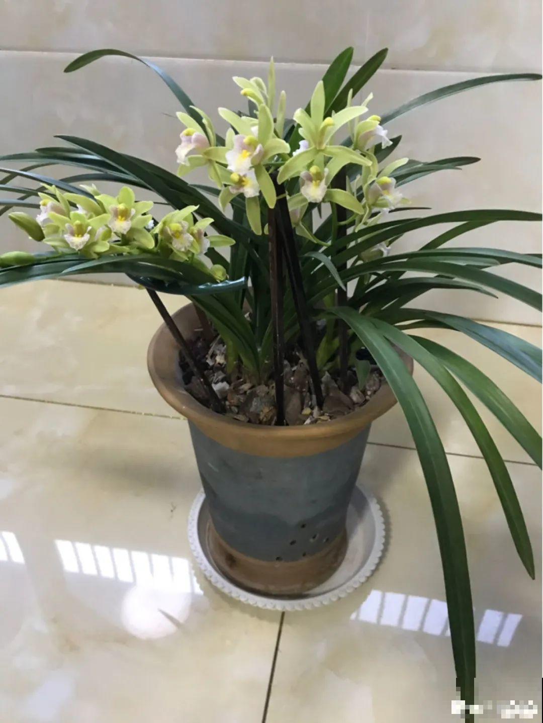 春天给花分株，1盆变成多盆，很快爆盆