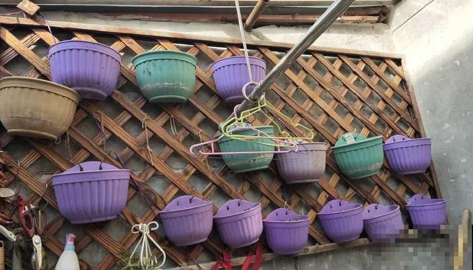 5年的花园，消失只要3天，全没了……