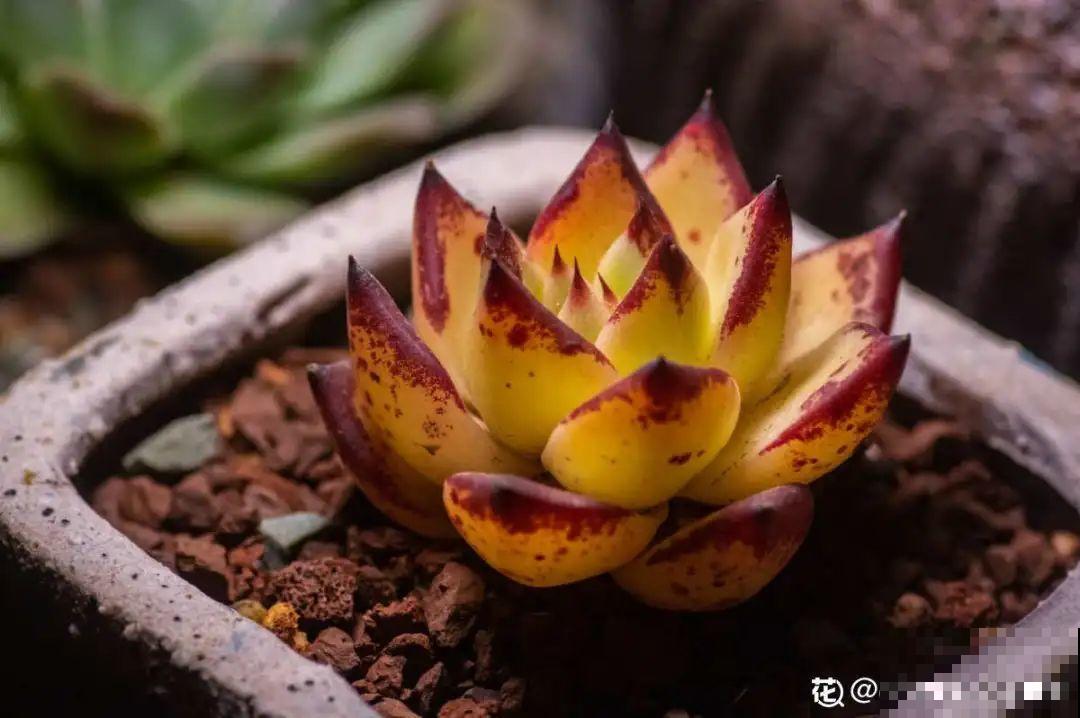 多肉一开花,颜值瞬间高八度,太美了! 多肉一开花,颜值瞬间高八度,太美了!