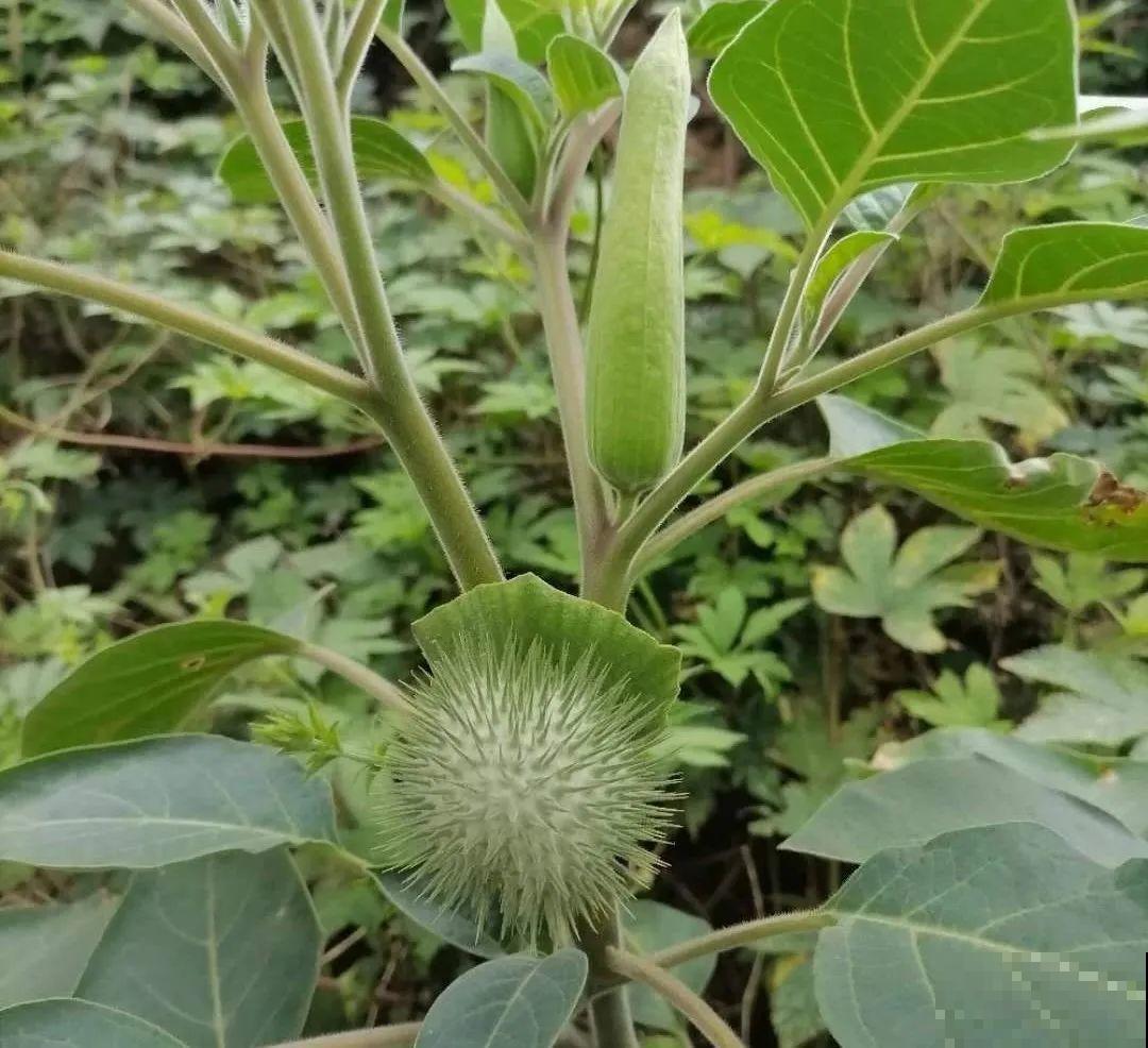 医院铁树结果，却被摘走30颗，园丁师傅吓坏了！