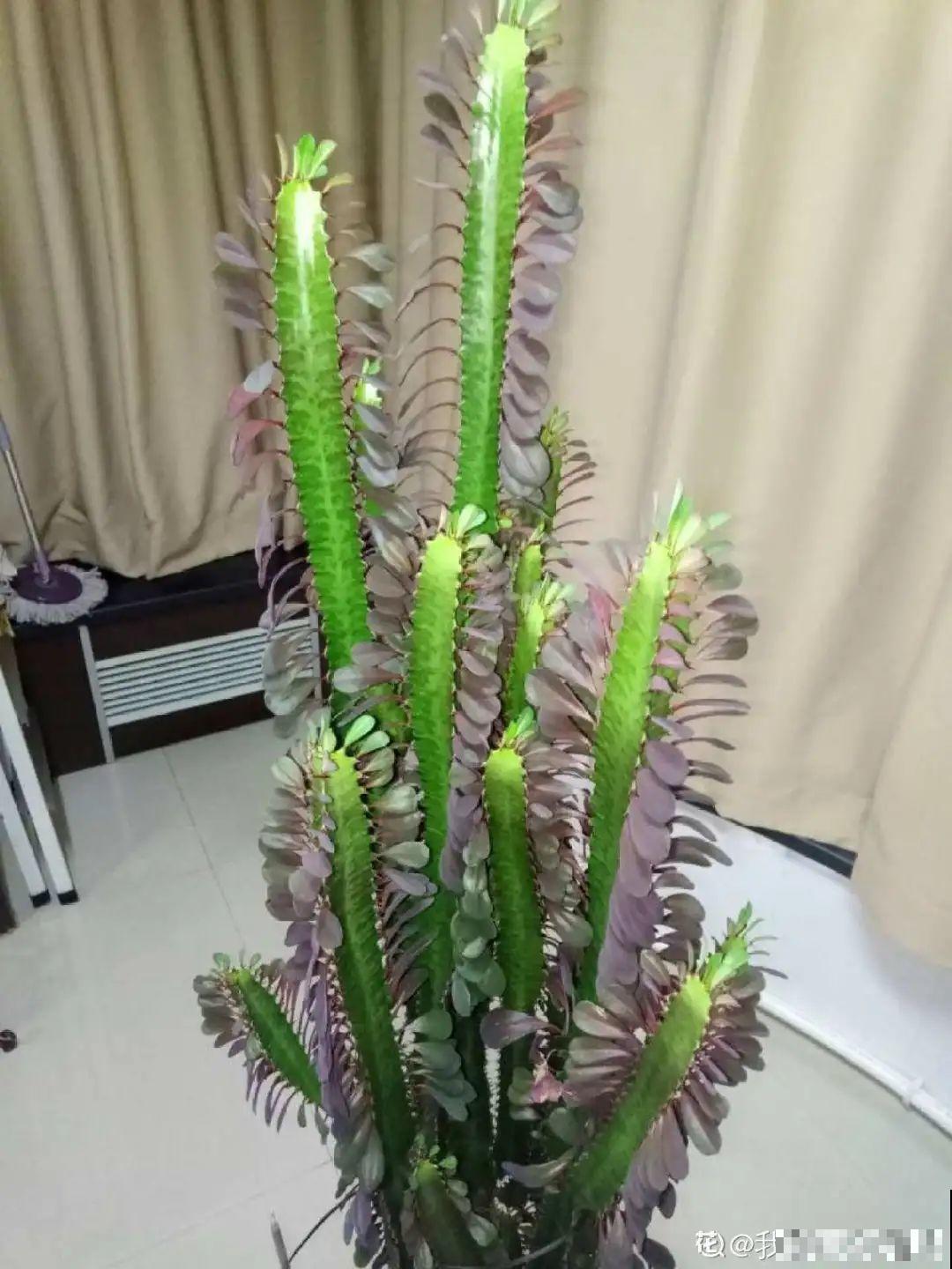 冬天太冷，花要及时保暖，才能安全越冬