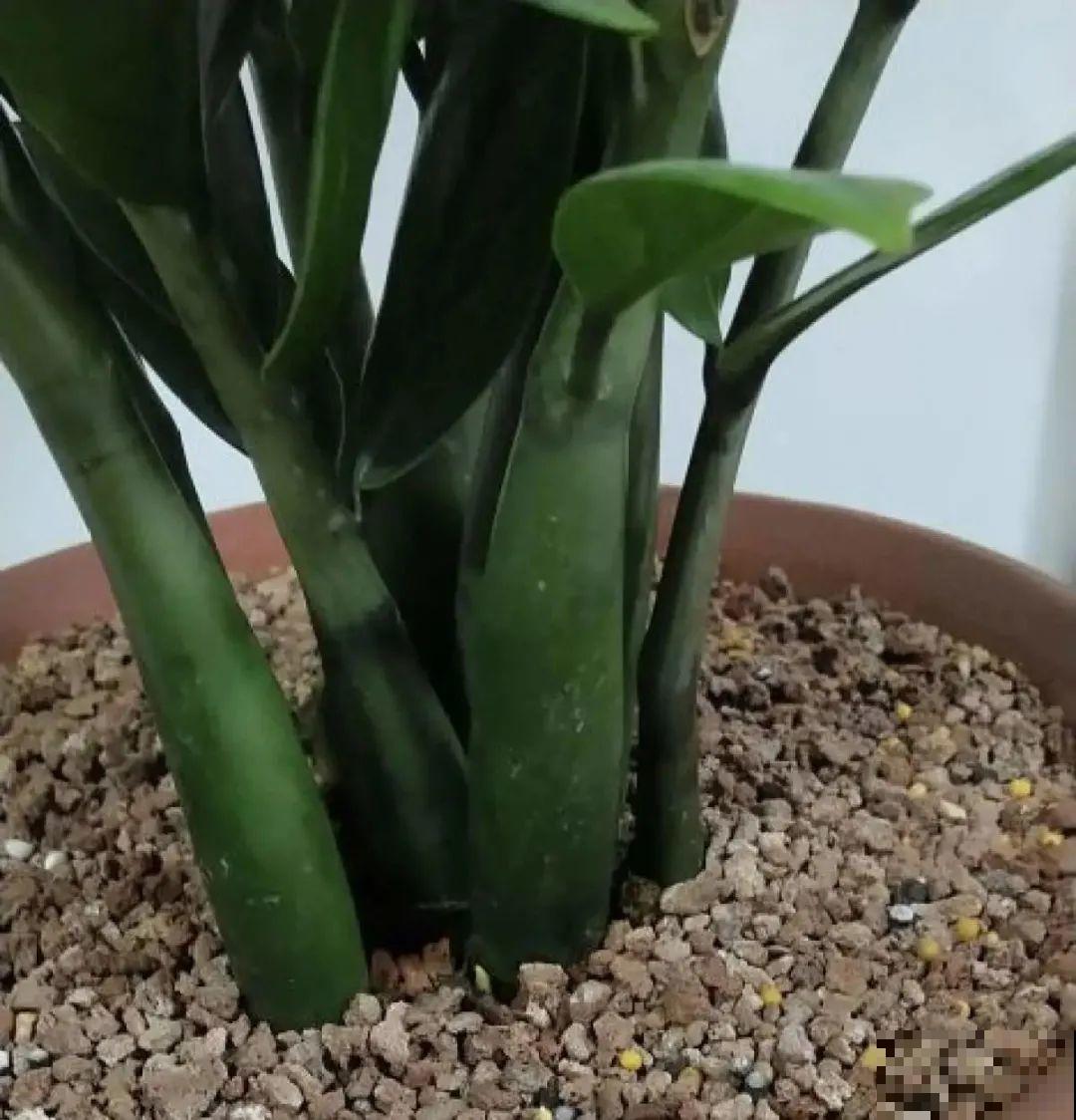 超级耐旱花，整个冬天不浇水，还能胖一圈！