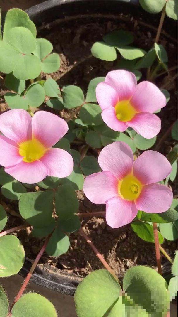 春天给花修剪，千万别舍不得，剪秃了长得更旺盛