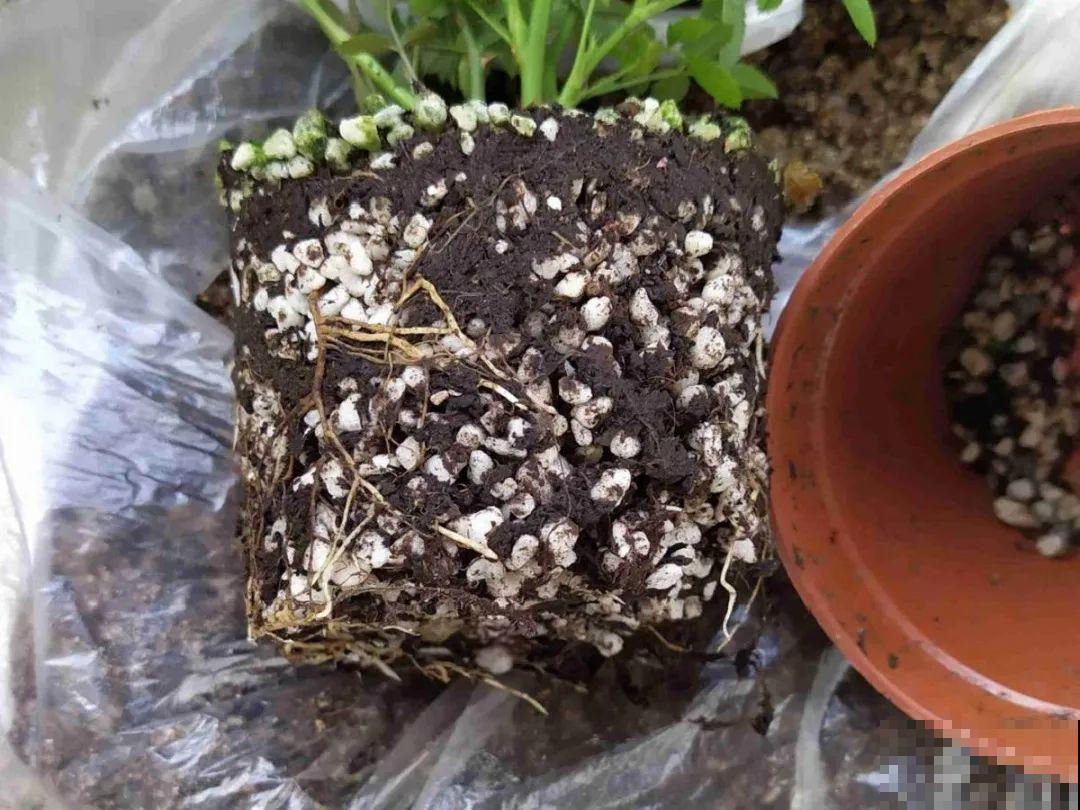 月季12个月计划表，按照这个养，大花墙不是梦！