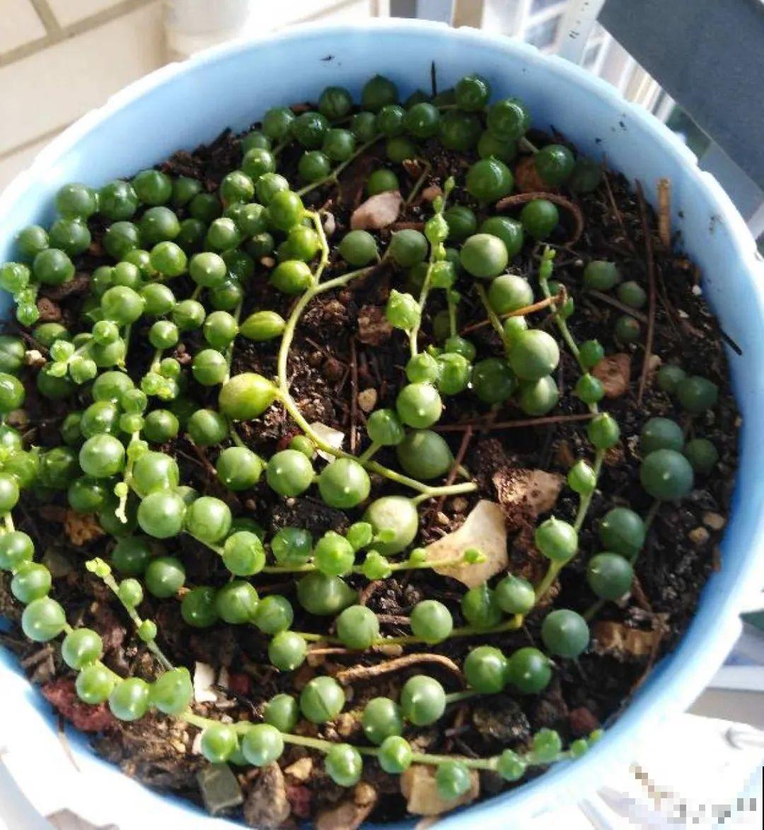 谁说多肉长得慢？养这3种，2个月长成瀑布