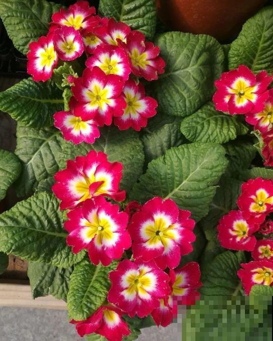 报春花是春天的信使,清新又可爱,掌握养护技巧才能养得好! 报春花是春天的信使,清新又可爱,掌握养护技巧才能养得好!