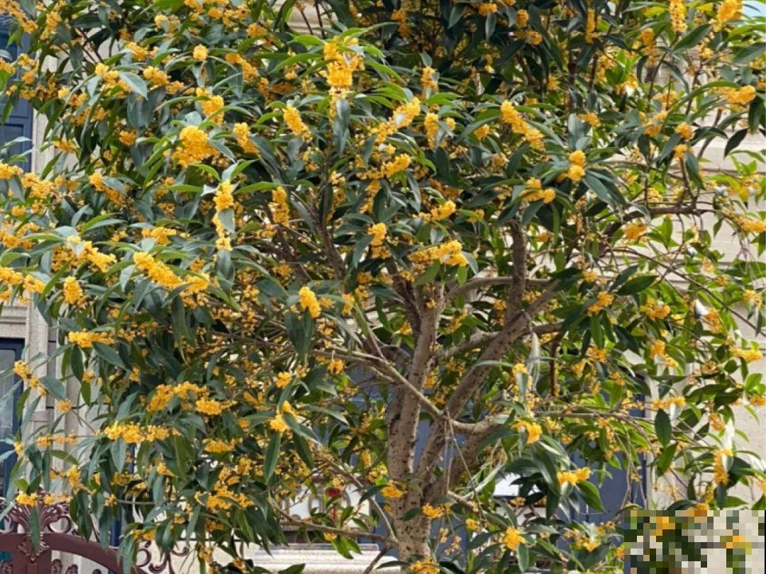 16种花，能养成传家宝，养个几十年没问题