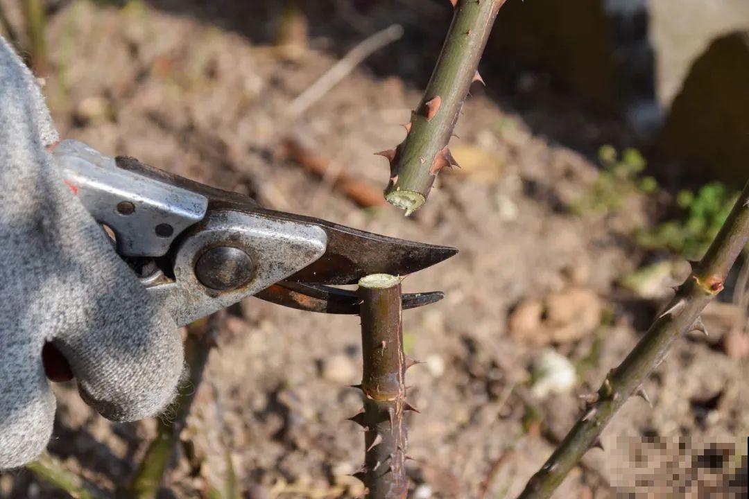 月季12个月计划表，按照这个养，大花墙不是梦！