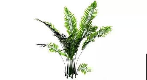 散尾葵是“天然加湿器”，叶子油绿，清新养眼！