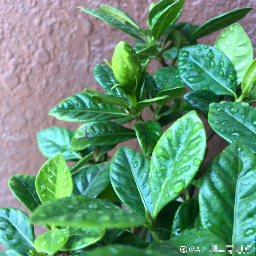 带花芽的枝条不能修剪，未来全是花苞，一剪就亏了