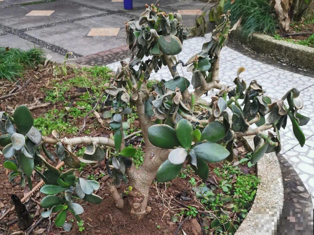 常见的20种花，赶紧搬进屋，再不管就冻死了