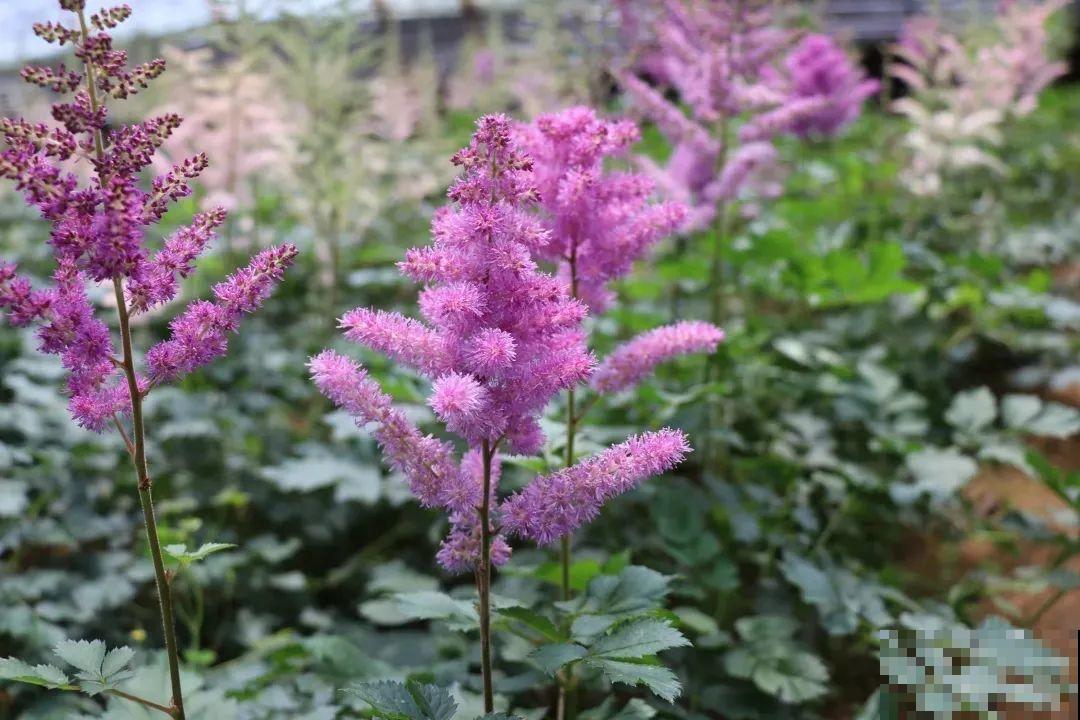 落新妇耐寒又耐阴，颜值高，气质佳，今年最流行！