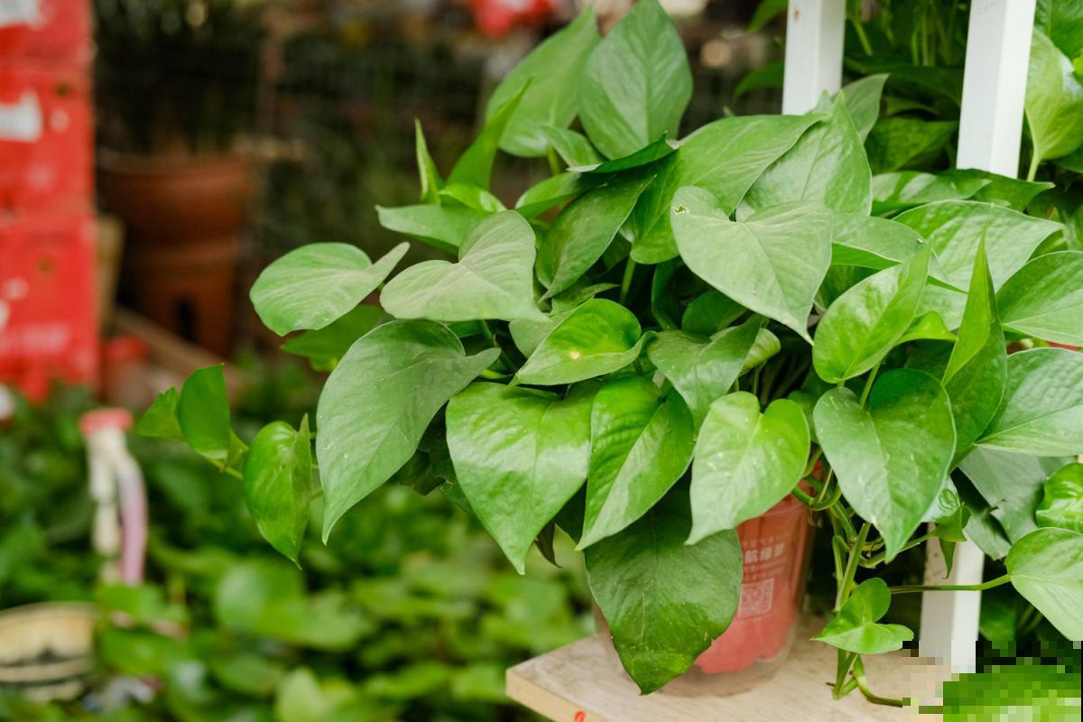 这4种植物是“酒鬼”,经常“喝”点,叶更绿花更美! 这4种植物是“酒鬼”,经常“喝”点,叶更绿花更美!