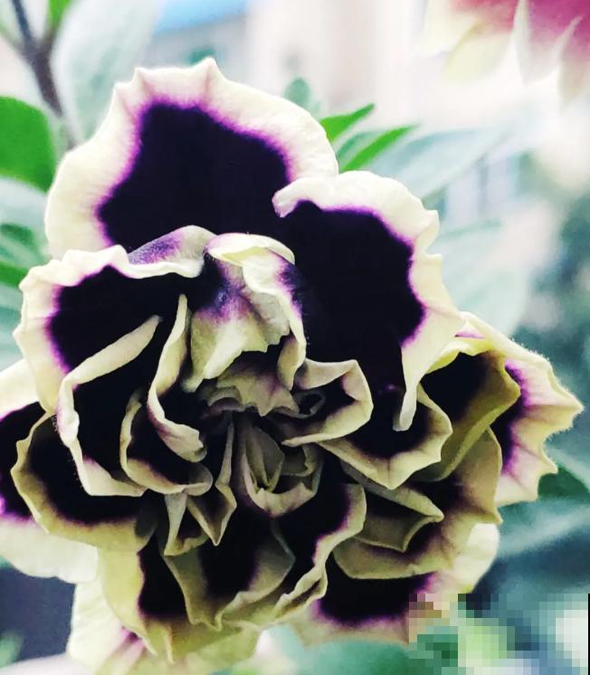 上万块的蟹爪兰，开花像烟花，养过的人不多