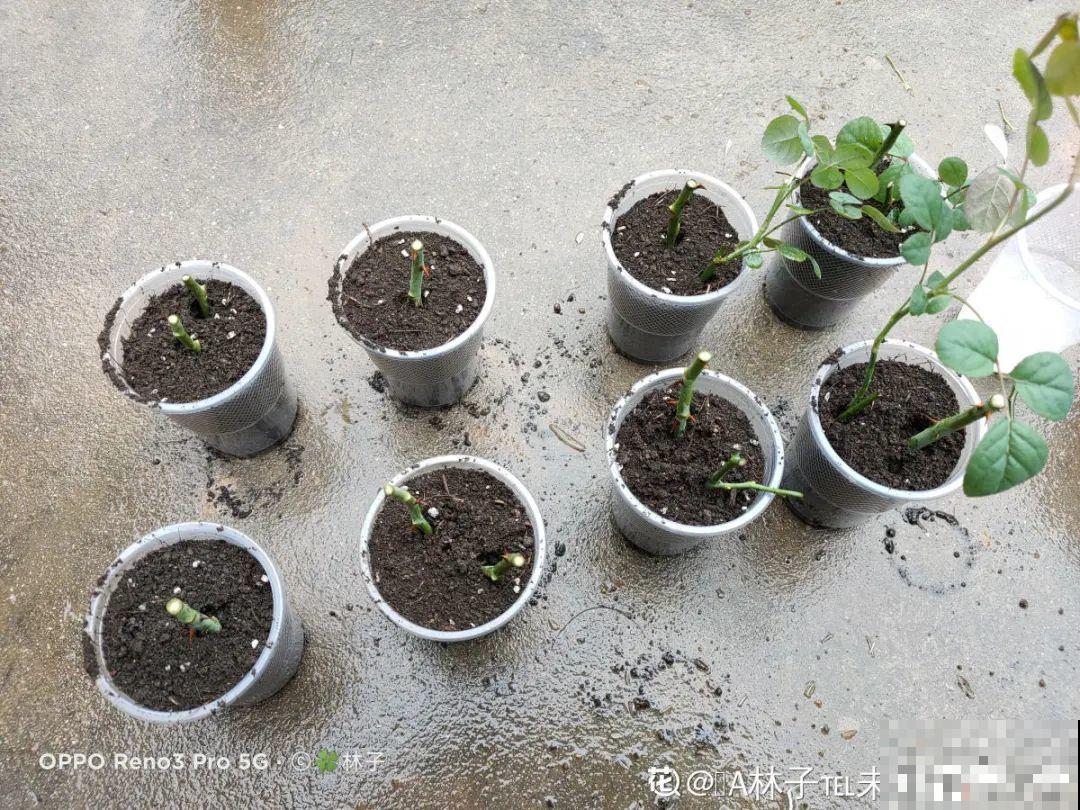 月季12个月计划表，按照这个养，大花墙不是梦！