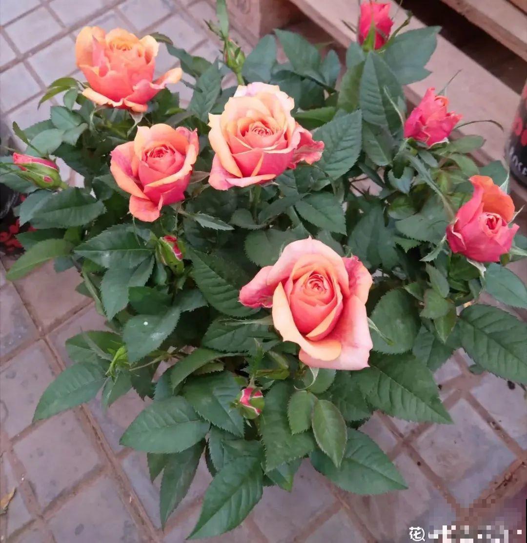 9种娇气花，冬天不要买回家，太难养活了！