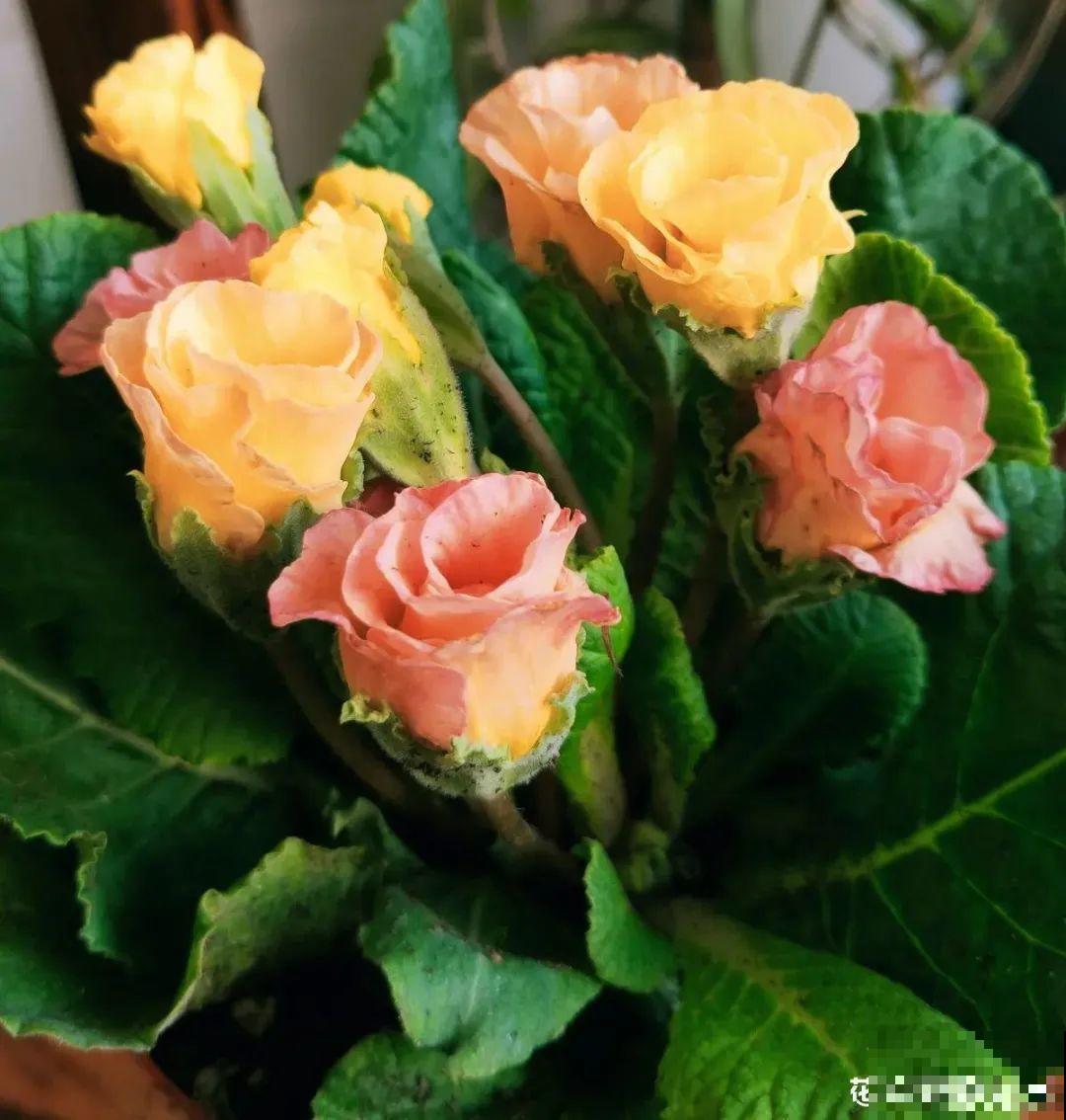 上万块的蟹爪兰，开花像烟花，养过的人不多