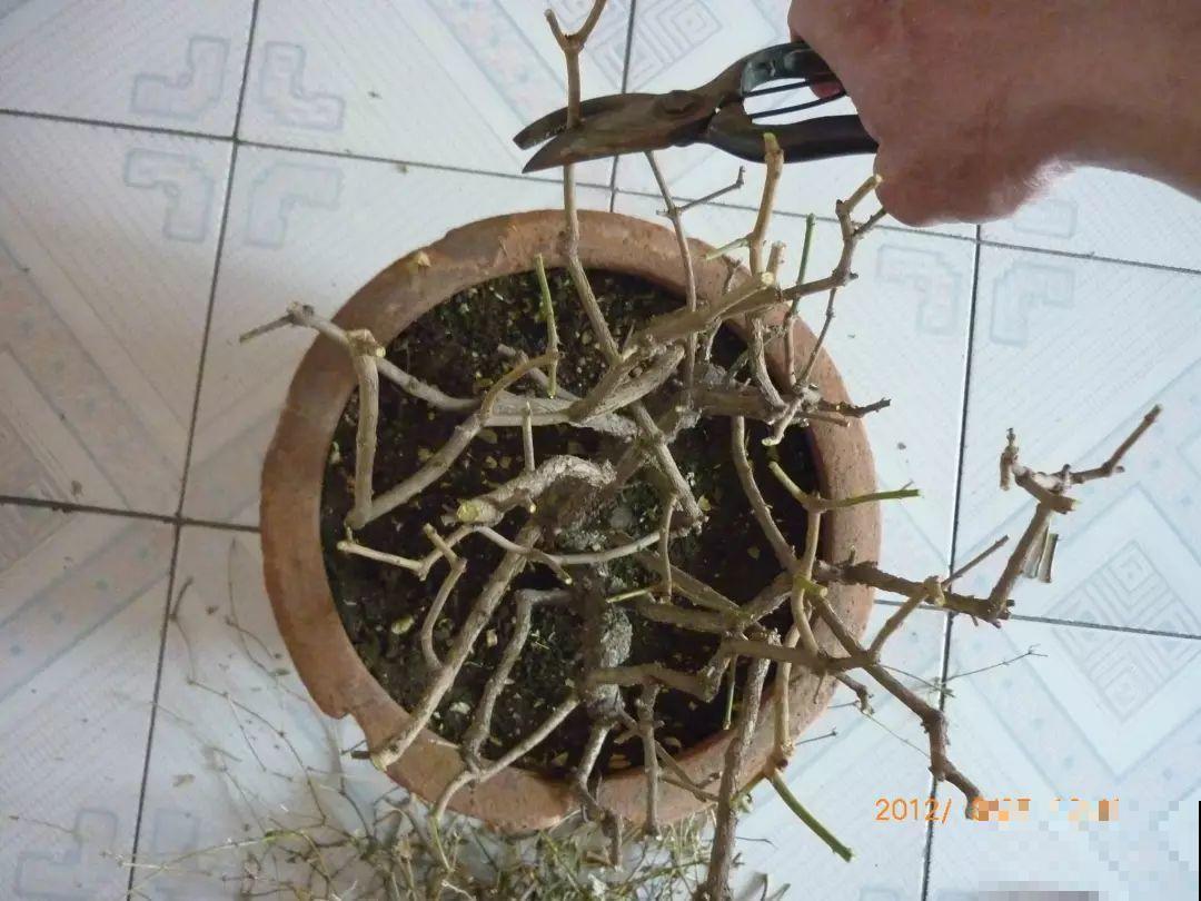 3月是给花剃头的好时机,现在狠心剪,下月就开花 3月是给花剃头的好时机,现在狠心剪,下月就开花