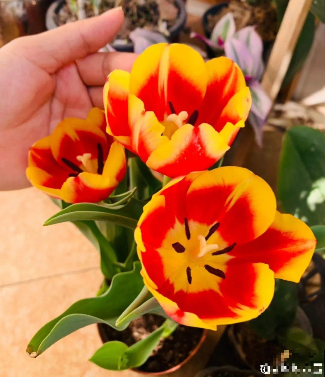 郁金香开花像假花，亲戚都不相信是真的，非要上手摸