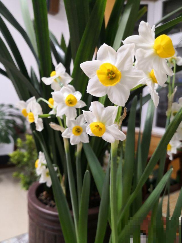 过年家里养花，就养这些“节节高”花，新的一年节节攀升