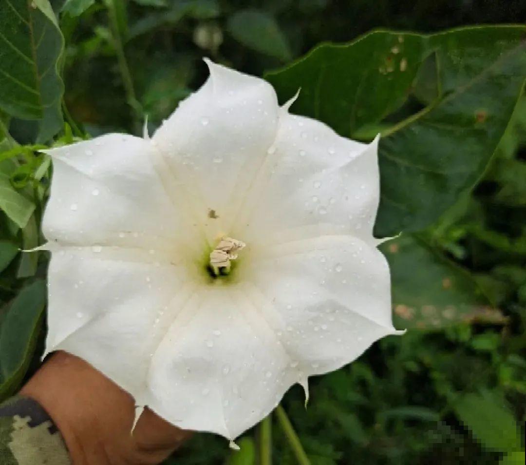 医院铁树结果，却被摘走30颗，园丁师傅吓坏了！