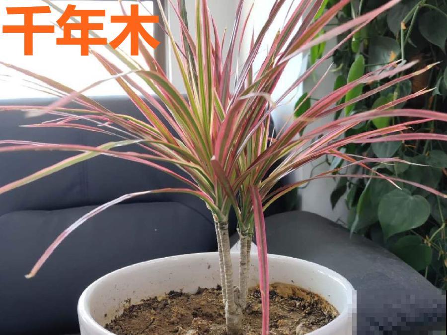 门口种了富贵竹，长到3米高，路过的都站着看！