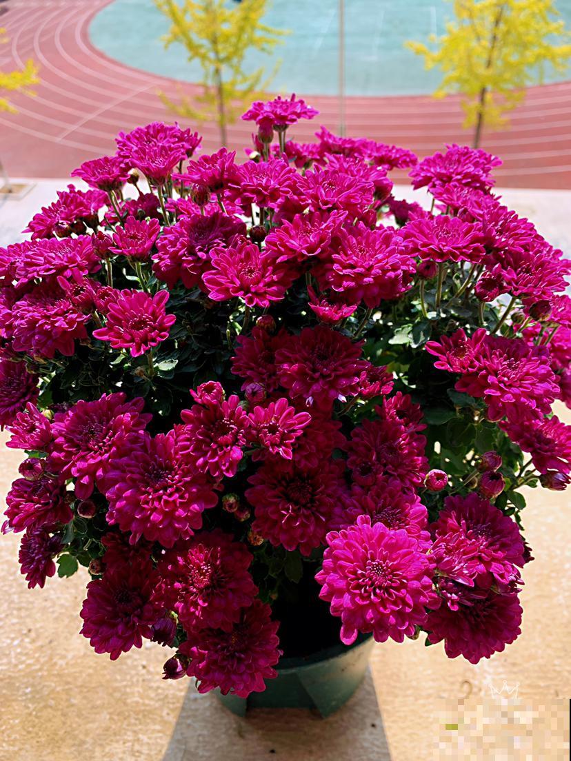 花市看到一盆花,一盆开了几十朵花,才只卖十几块钱! 花市看到一盆花,一盆开了几十朵花,才只卖十几块钱!