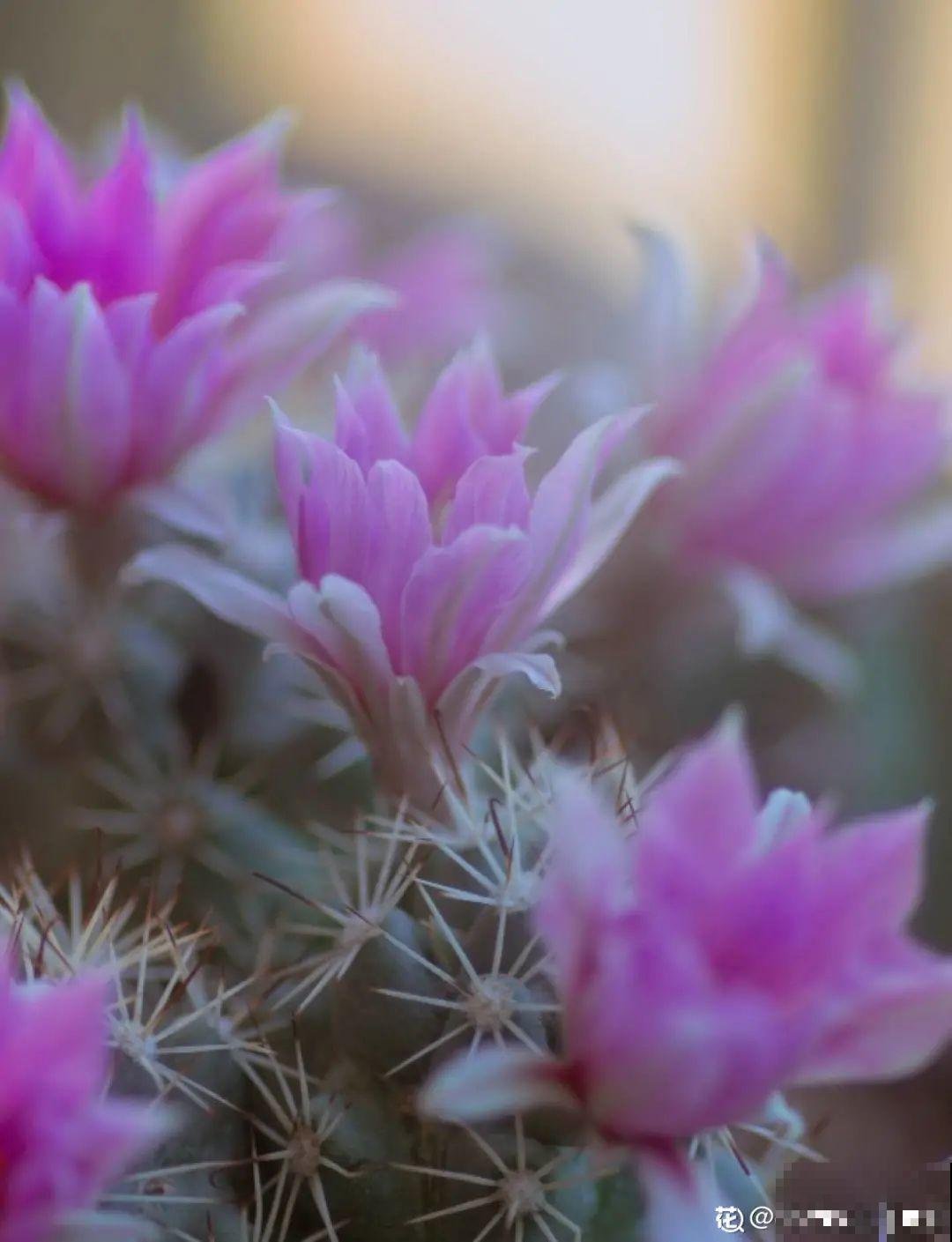 多肉一开花,颜值瞬间高八度,太美了! 多肉一开花,颜值瞬间高八度,太美了!