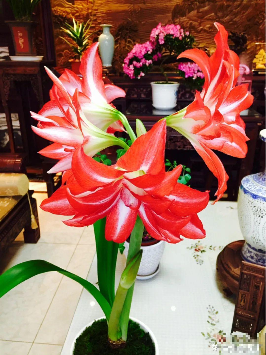 梦想有个院子，养花弄草，过舒心日子！