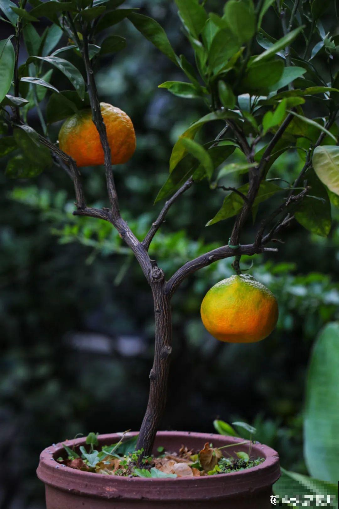 梦想有个院子，养花弄草，过舒心日子！