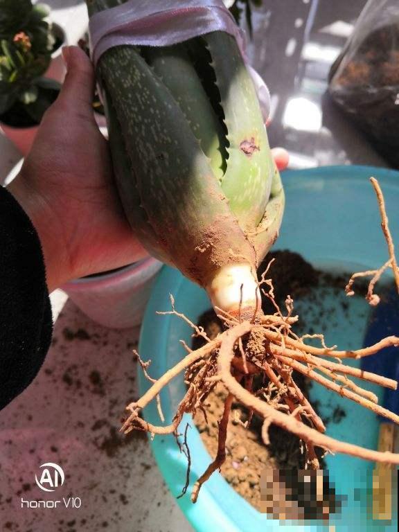 刚买的多肉，根部剪一刀，才能越长越旺盛