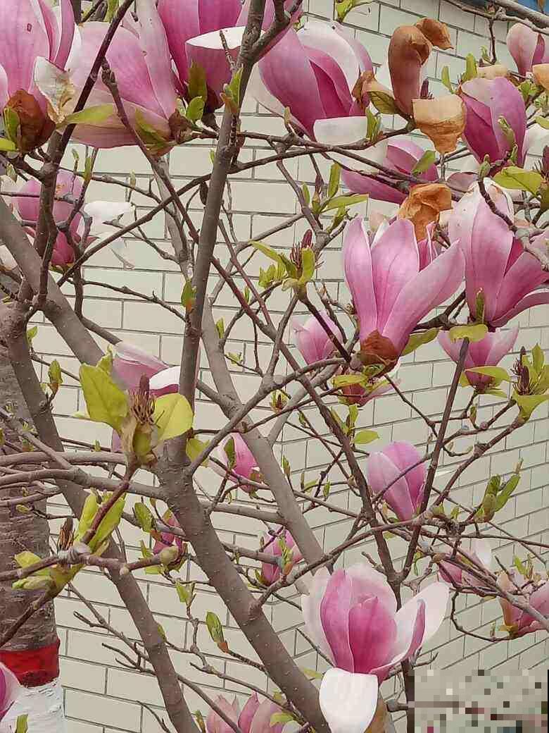 家里的大院子不能浪费,养点花种点菜,日子真舒坦 家里的大院子不能浪费,养点花种点菜,日子真舒坦