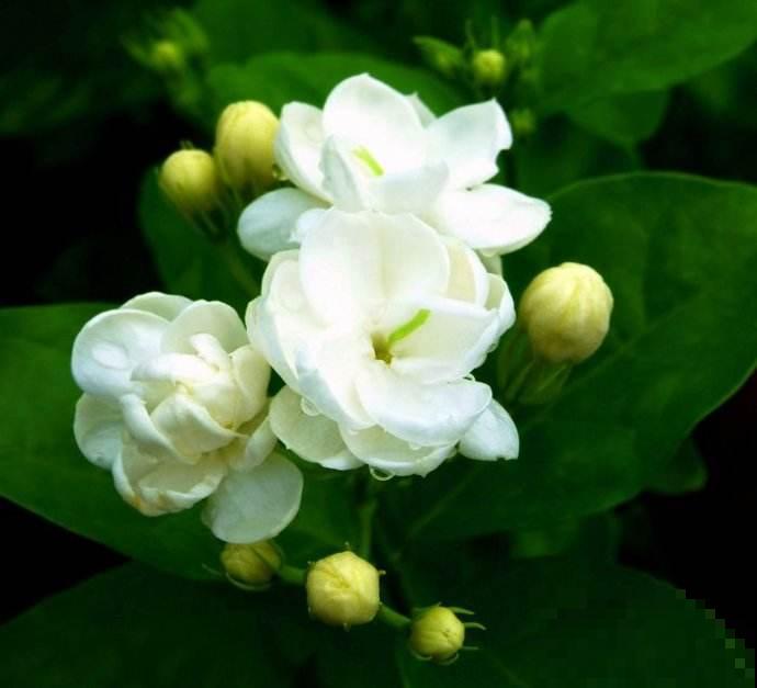 这4种茉莉花品种，清新又淡雅，每一种都好养！