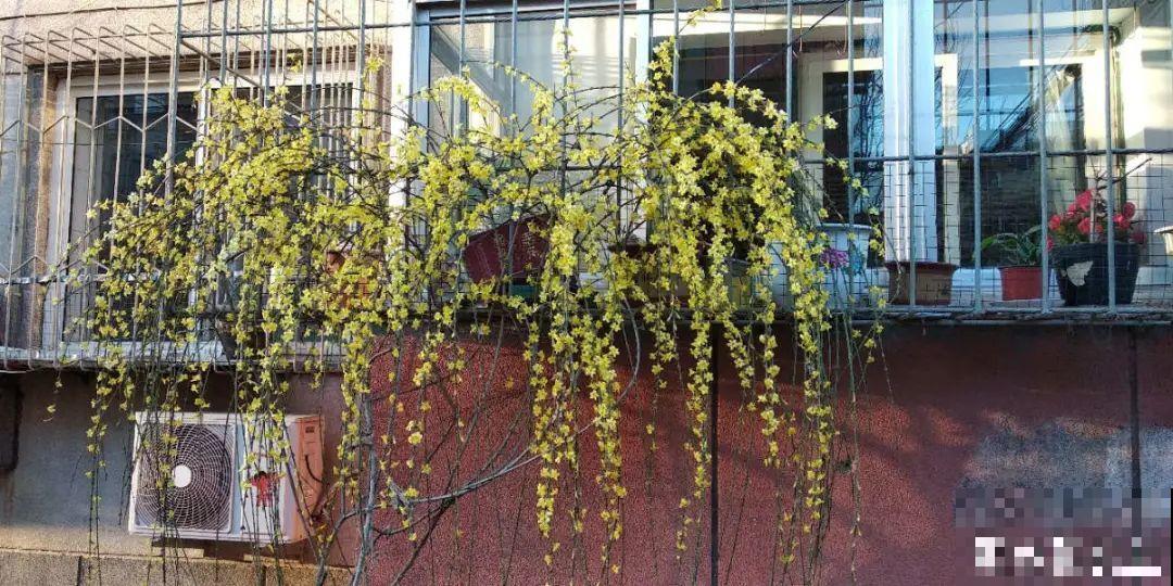 7种花先开花后长叶，颜值超高，养一盆爱一盆