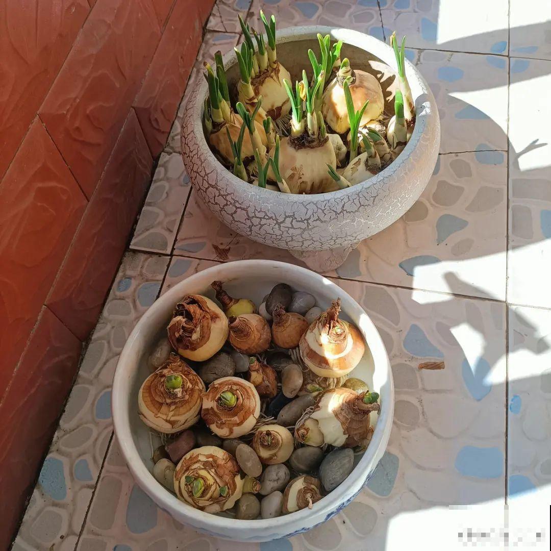 水仙要想开花,坚决不能长成高个子,不然今年没花看! 水仙要想开花,坚决不能长成高个子,不然今年没花看!