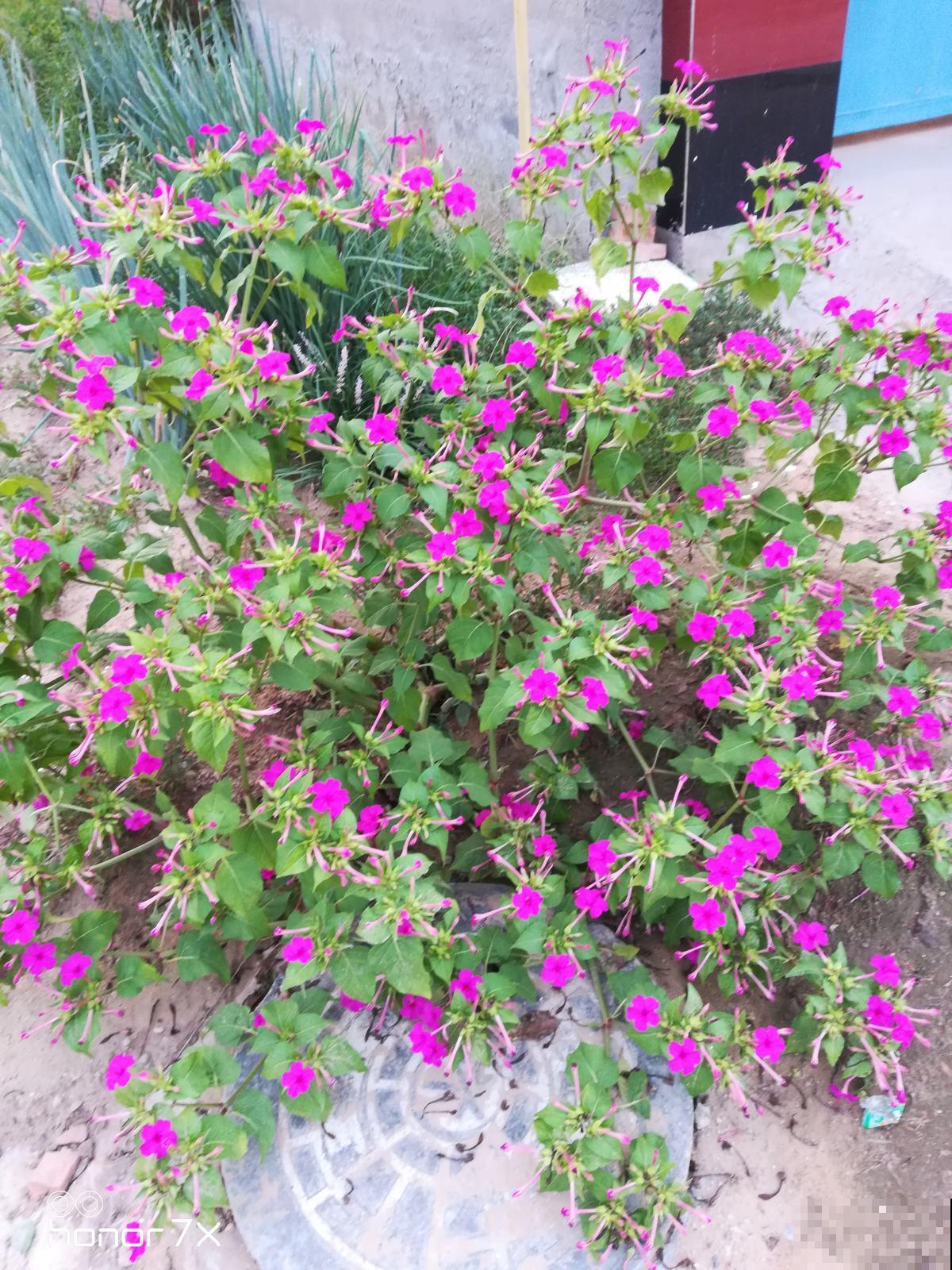 童年常见的花，现在城里当宝贝，身价翻了好几倍