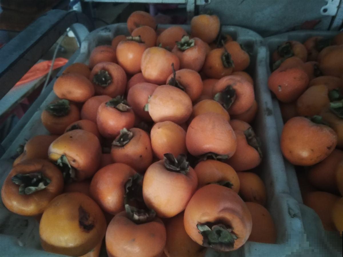 生柿子太涩不能吃，加点白酒捂一捂，两天就能吃