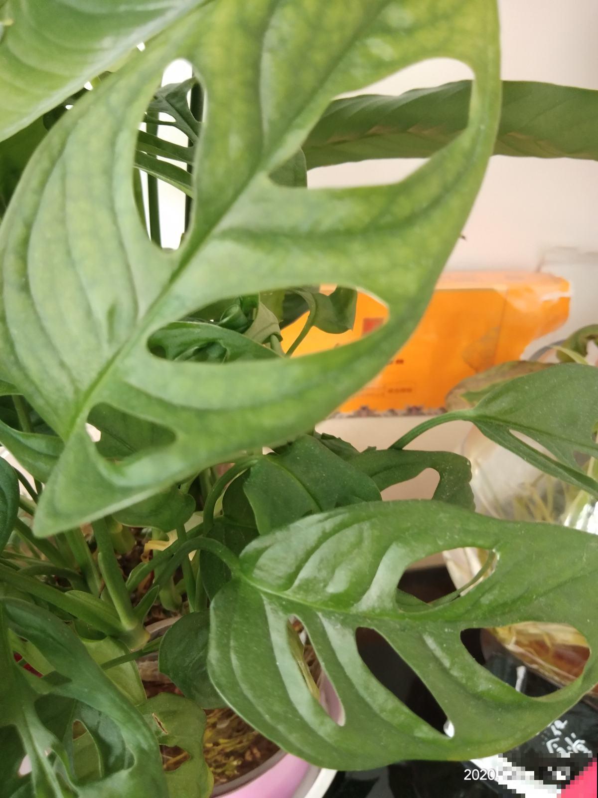 3对花卉中的“双胞胎”，一不小心就认错，你养过几种？