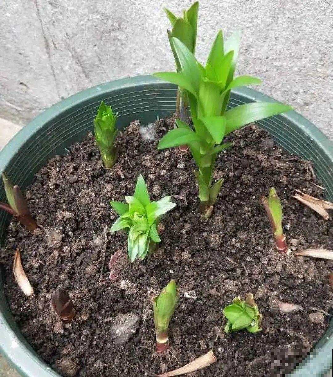 春天给花分株，1盆变成多盆，很快爆盆