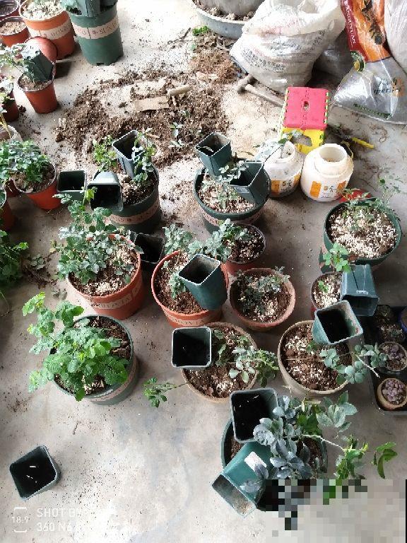 春天养花最好用营养土，好处有3点，性价比超高