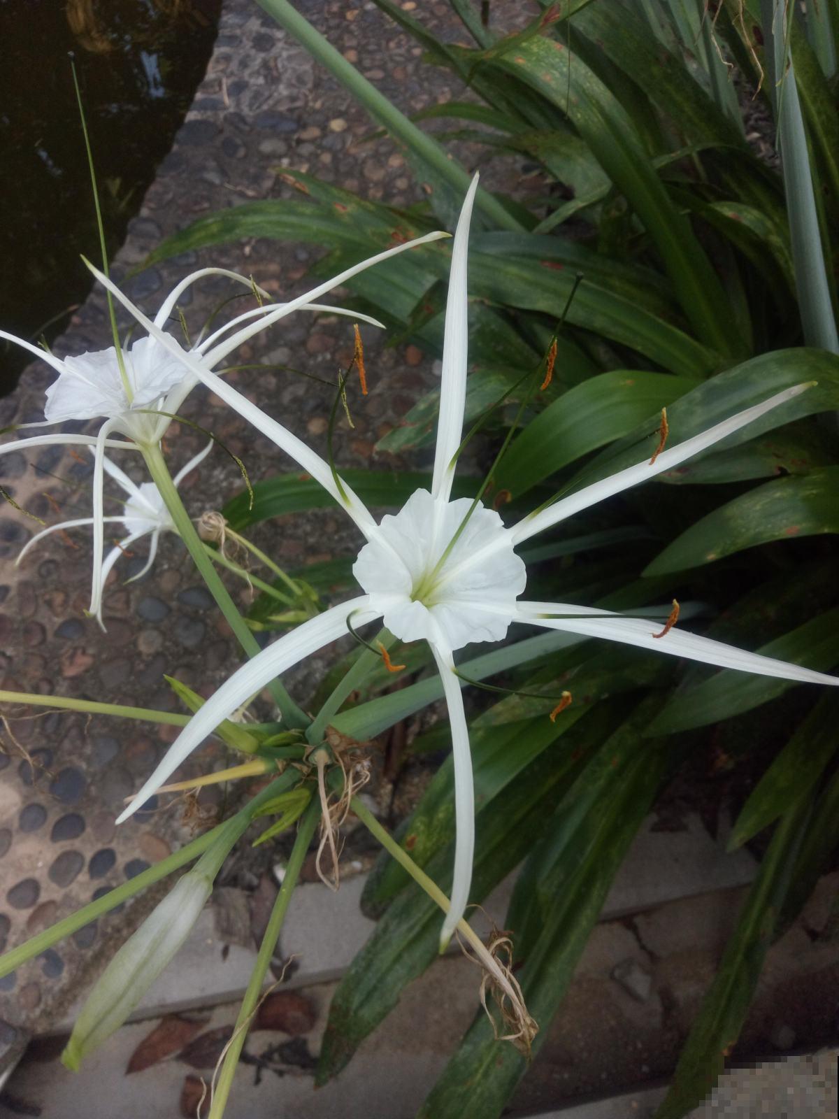 两种花，名字听起来吓人，开花却美翻了，养一次就上瘾