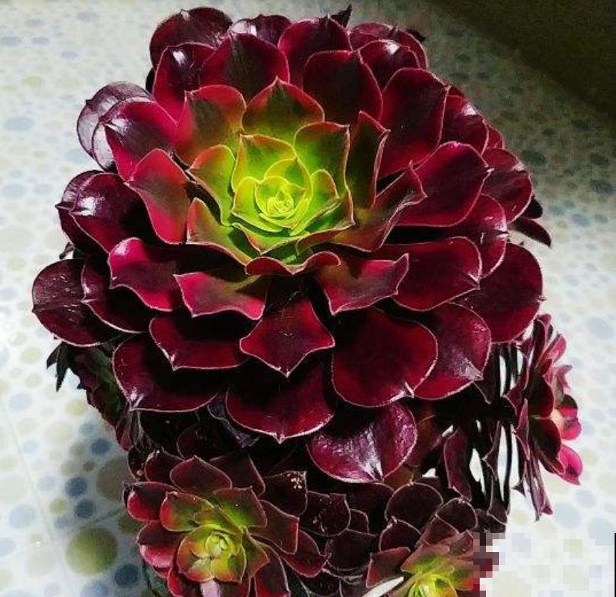 越养越升值的6种花，养花相当于赚钱，你养了吗？