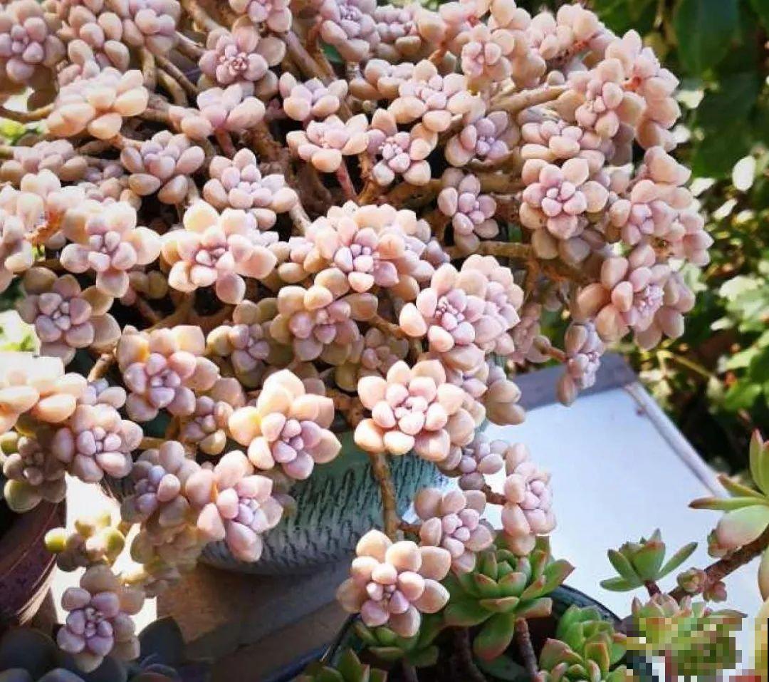 寒潮过后,多肉美出天际,颜色鲜艳明亮,真馋人! 寒潮过后,多肉美出天际,颜色鲜艳明亮,真馋人!